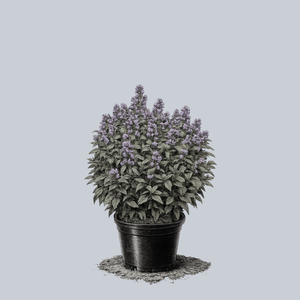 Blue Prelude Catmint