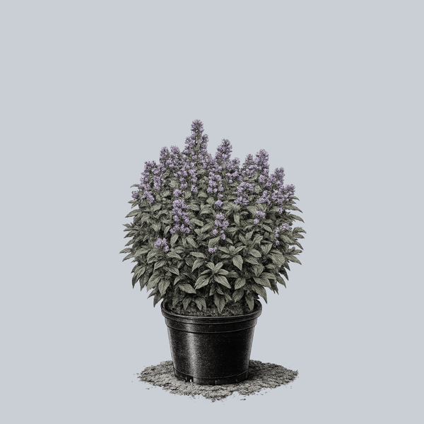 Blue Prelude Catmint