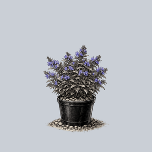 Blue Prelude Catmint