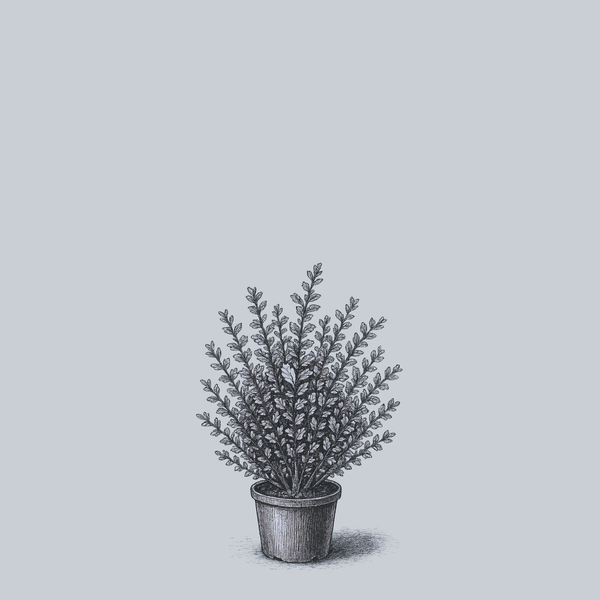 Blue Prince Meserve Holly