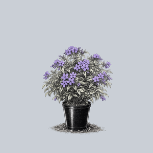 Blue Ribbons Woodland Phlox