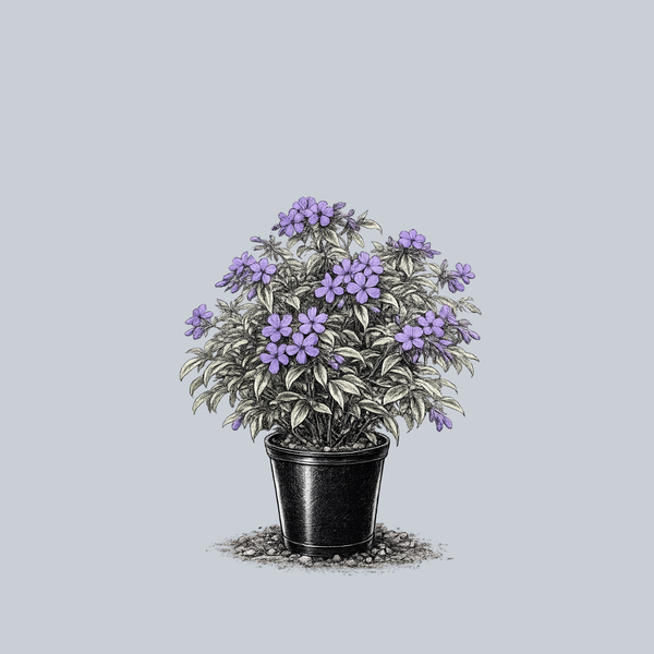 Blue Ribbons Woodland Phlox