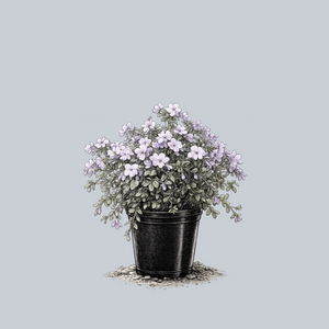 Blue Ridge Creeping Phlox