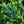 Load image into Gallery viewer, Blue Rug Juniper - Juniper - Conifers
