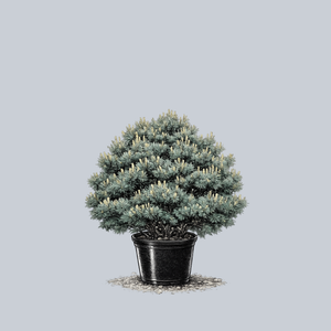 Blue Shag Eastern White Pine