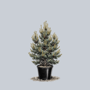 Blue Short Needle Japanese White Pine