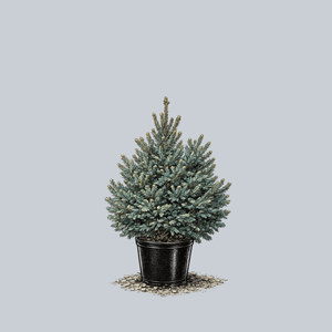 Blue Teardrop White Spruce