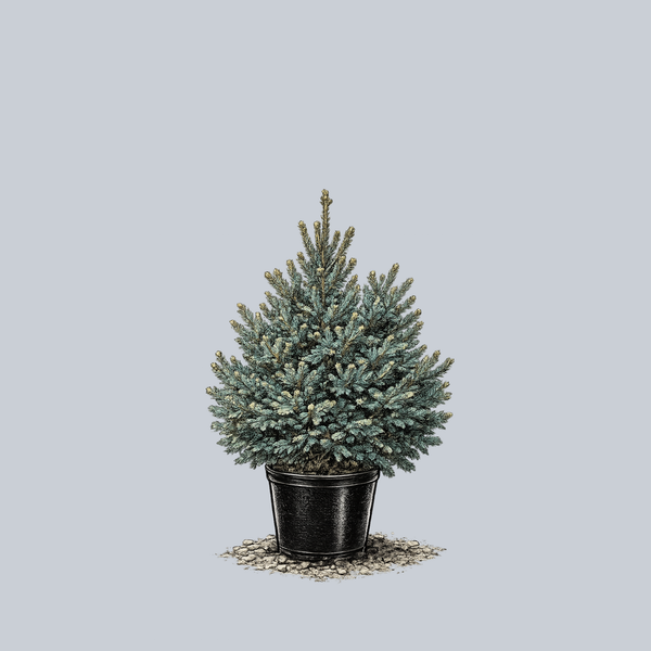 Blue Teardrop White Spruce