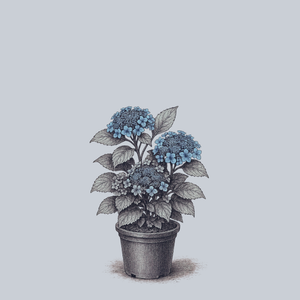 Blue Wave Bigleaf Hydrangea