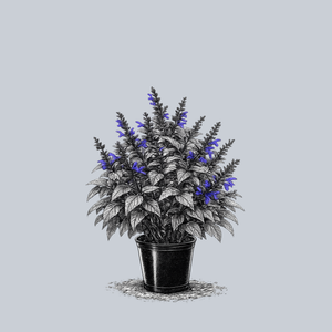 Bodacious Rhythm and Blues Sage