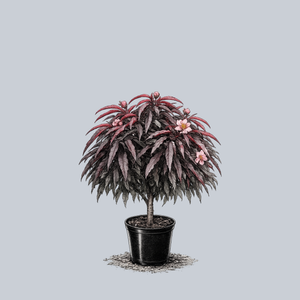 Bonfire Flowering Peach