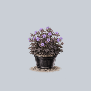 Boom Chocolatta Meadow Geranium