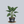Load image into Gallery viewer, Borneo Giant Elephant Ear

