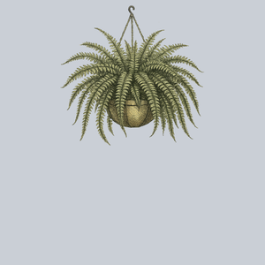 Boston Fern Hanging Basket
