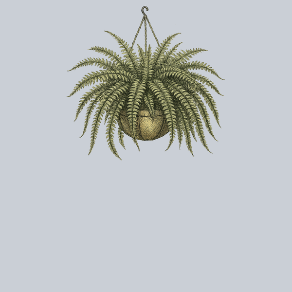 Boston Fern Hanging Basket