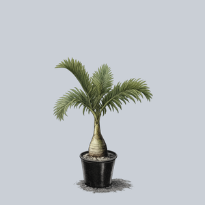 Bottle Palm