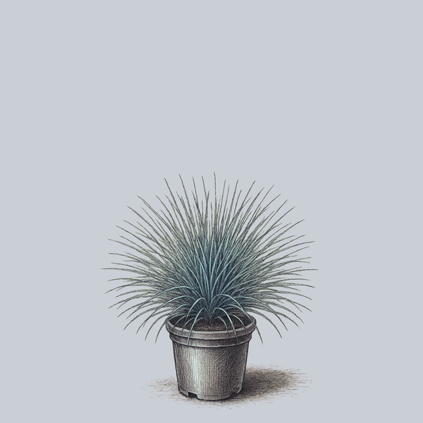 Boulder Blue Blue Fescue