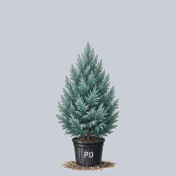 Boulevard False Cypress