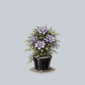 Boulevard Olympia Clematis