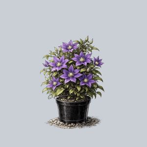 Boulevard Parisienne Clematis