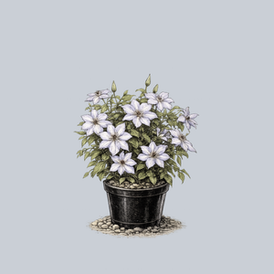Boulevard Tranquilite Clematis
