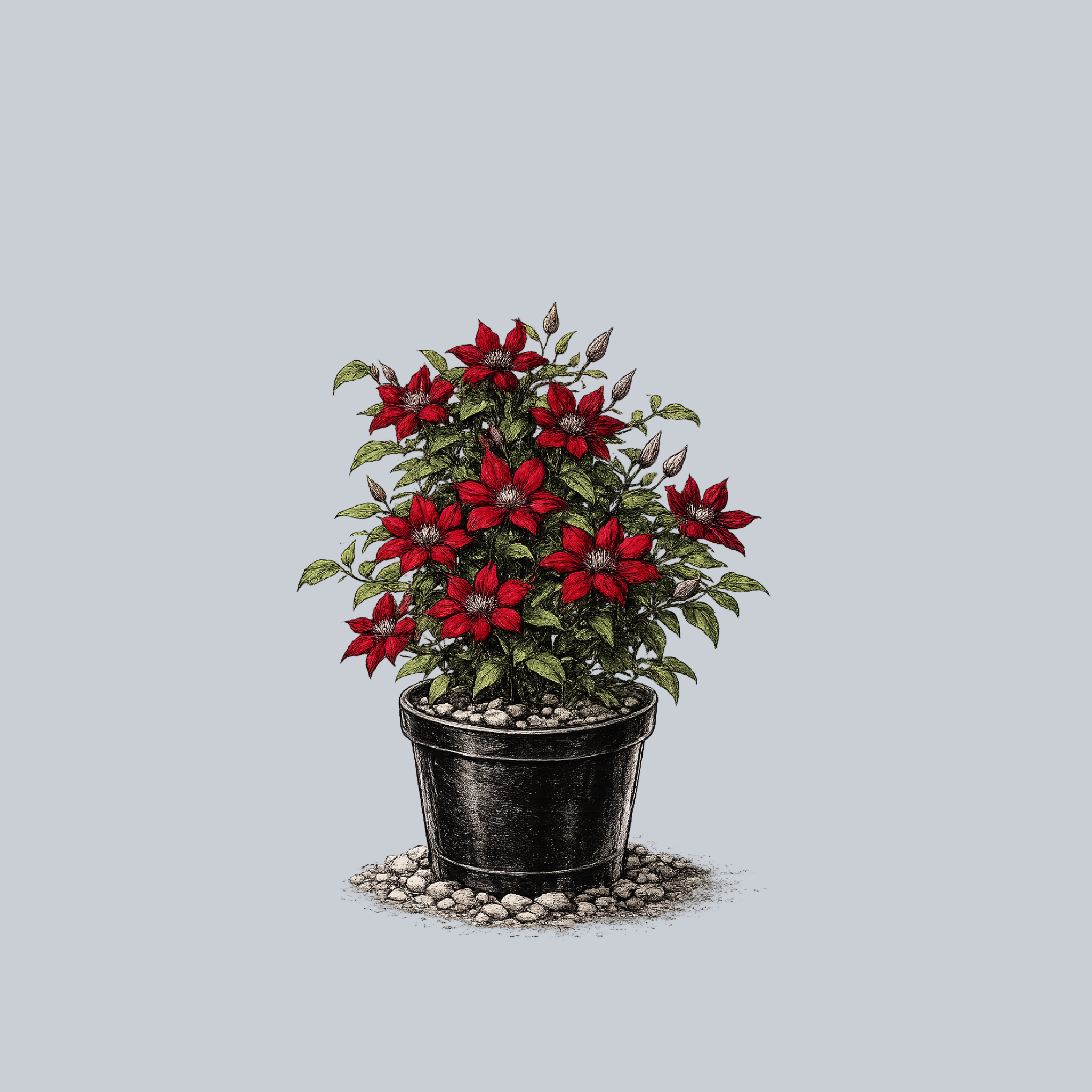 Boulevard Nubia Clematis – Plant Detectives
