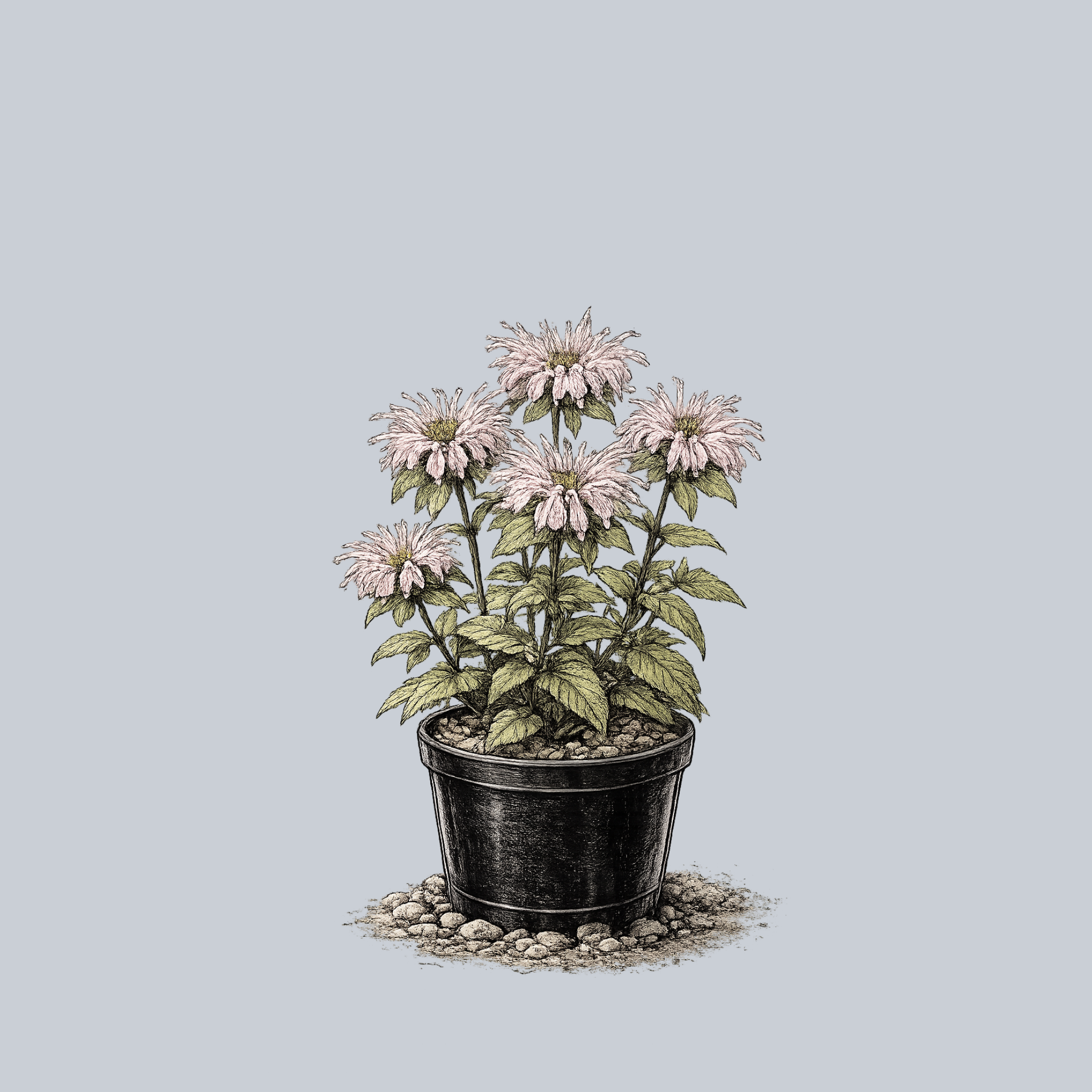 bradburiana succulent Bradbury's Bee Balm – Plant Detectives