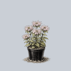 Bradbury's Bee Balm