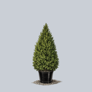 Brandon Arborvitae