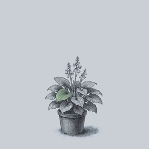 Bressingham Blue Hosta