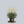 Load image into Gallery viewer, Bridal Veil Astilbe
