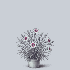 Bright Eyes Dianthus