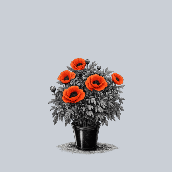 Brilliant Oriental Poppy