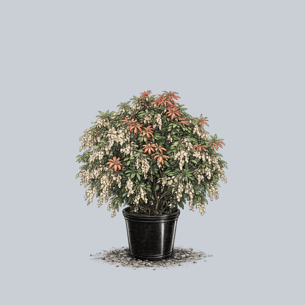 Brouwer's Beauty Pieris