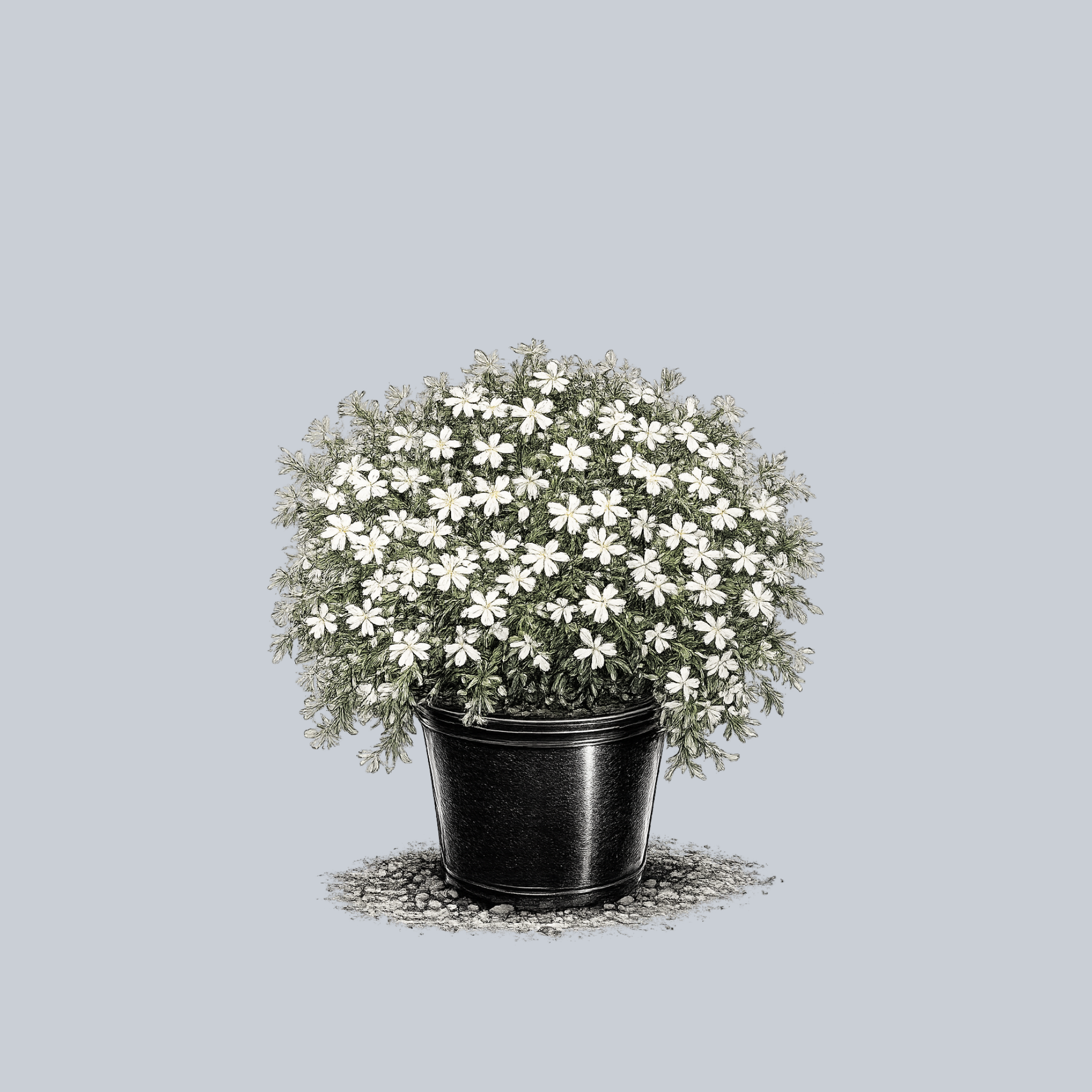 Bruce's White Creeping Phlox – Plant Detectives