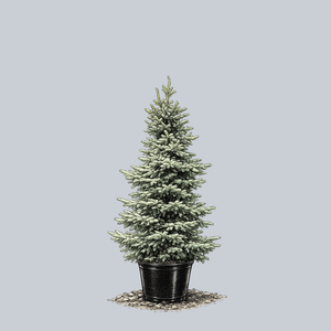 Bruns Serbian Spruce