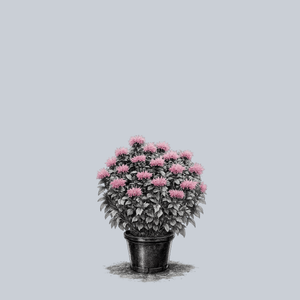 Bubblegum Blast Bee Balm