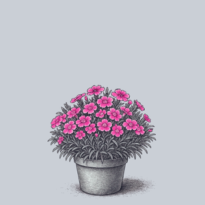 Double Bubble Dianthus