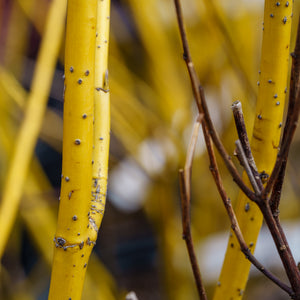 Bud's Yellow-Twig Dogwood - Other Shrubs - Shrubs