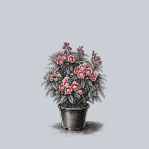 Bull's Eye Mountain Laurel