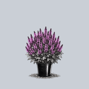 Bumbleberry Meadow Sage