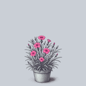 Bumbleberry Pie Dianthus