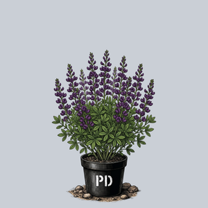 Burgundy Blast False Indigo