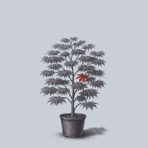 Burgundy Lace Japanese Maple