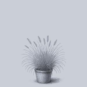 Burgundy Bunny Fountain Grass