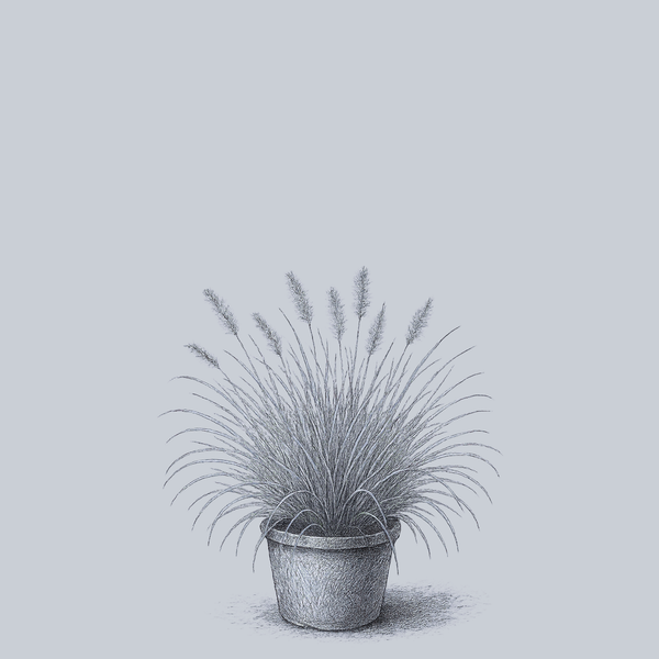 Burgundy Bunny Fountain Grass