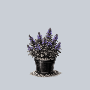 Burgundy Glow Bugleweed