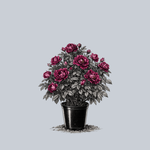 Burgundy Iceberg Rose