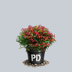 Burning Love Leucothoe