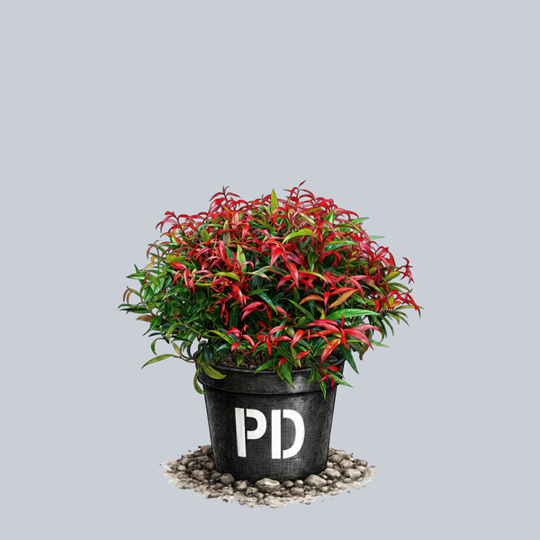 Burning Love Leucothoe
